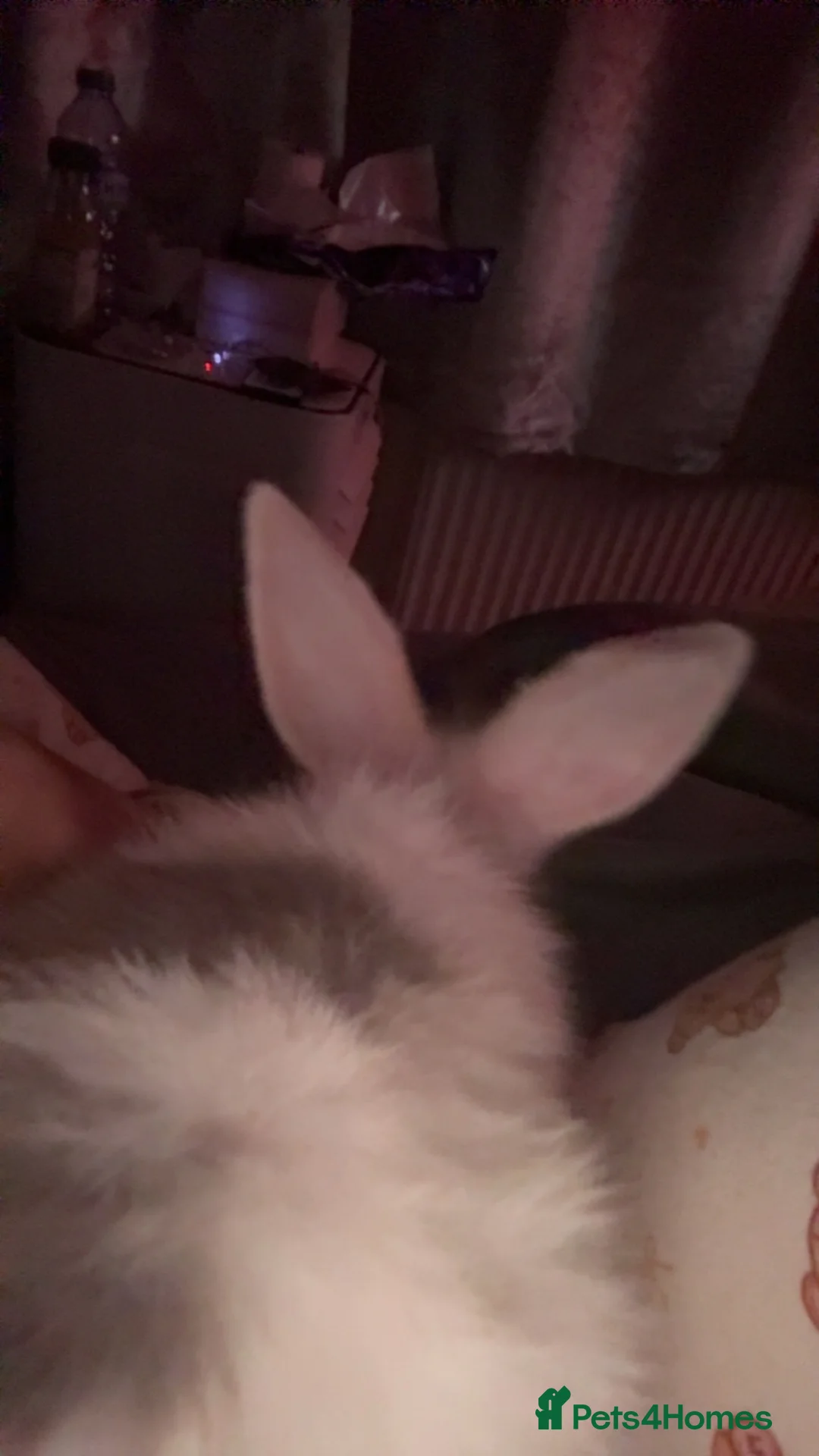 Mini Lop rabbits for sale: 3 calm lops for sale need gone urgently ready now - Advert 11
