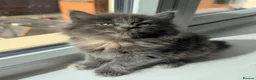British Longhair cats for sale: Fluffy British Short hair X British Long Hair  - Advert 15