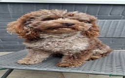 Cockapoo dogs for stud: cockapoo for stud merle DNA health tested, proven  in Bristol - Image 3