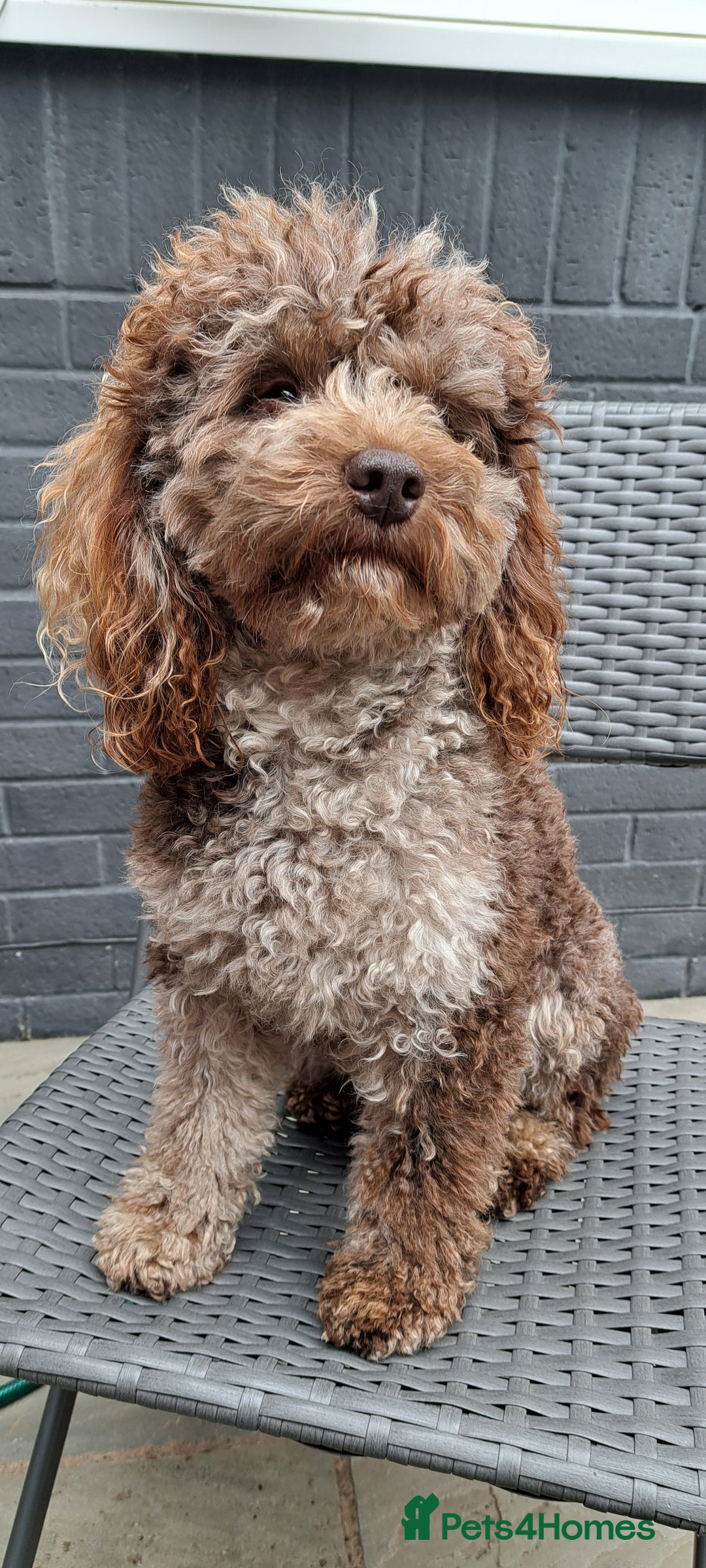 Cockapoo dogs for stud: cockapoo for stud merle DNA health tested, proven  in Bristol - Image 3