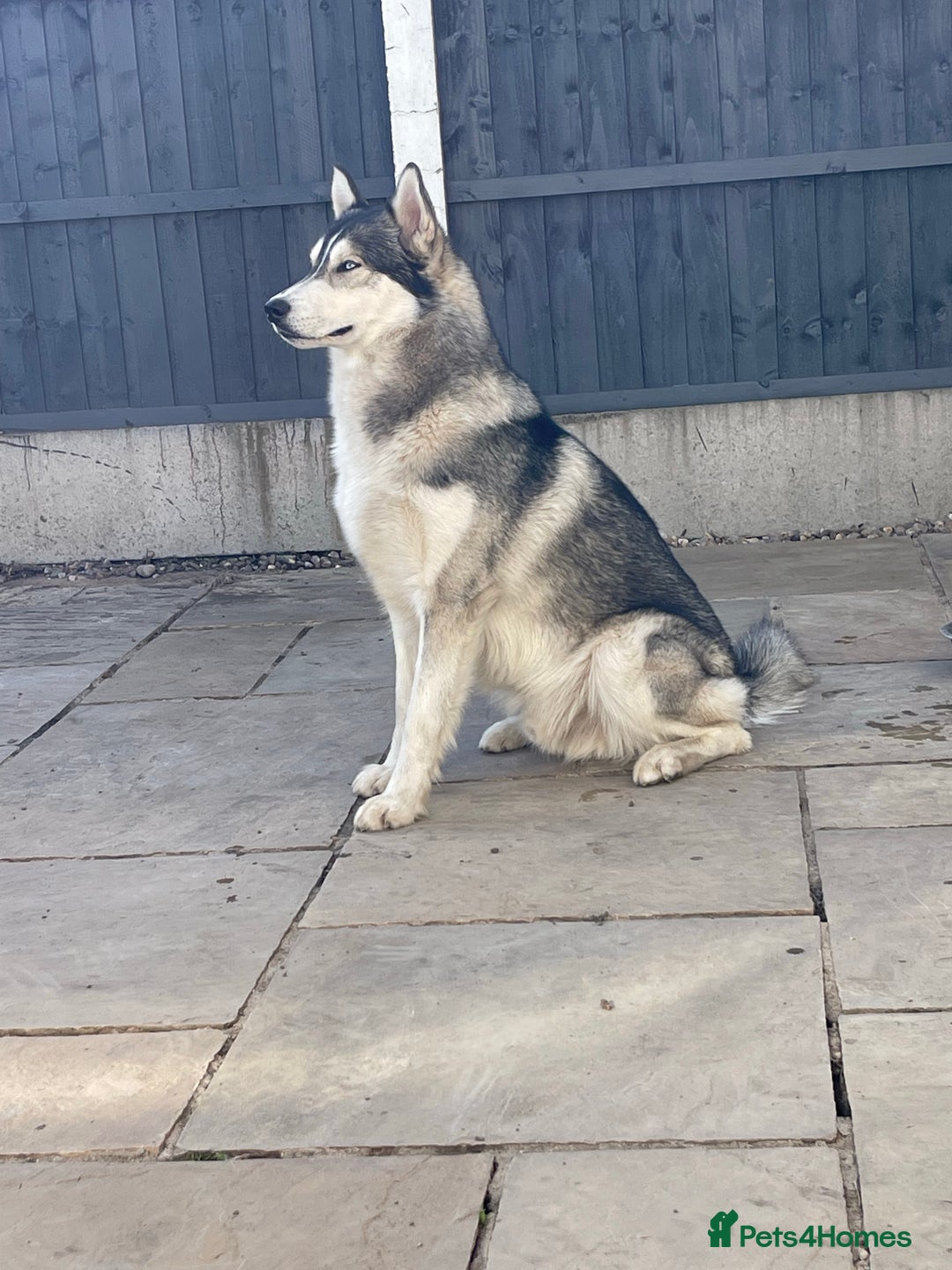 Siberian Husky dogs for stud: PROVEN KC Registered Siberian Husky Stud ONLY in Solihull - Image 14