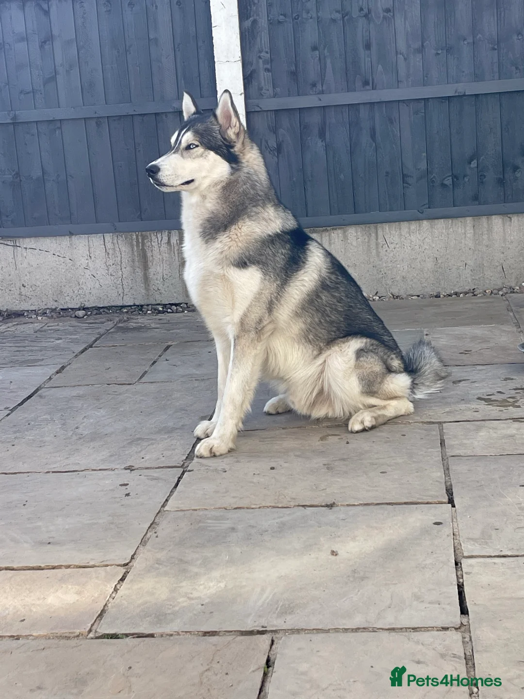 Siberian Husky dogs for stud: PROVEN KC Registered Siberian Husky Stud ONLY in Solihull - Advert 14