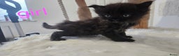 Mixed Breed cats for sale: 2 stunning black kittens avilable  - Advert 5