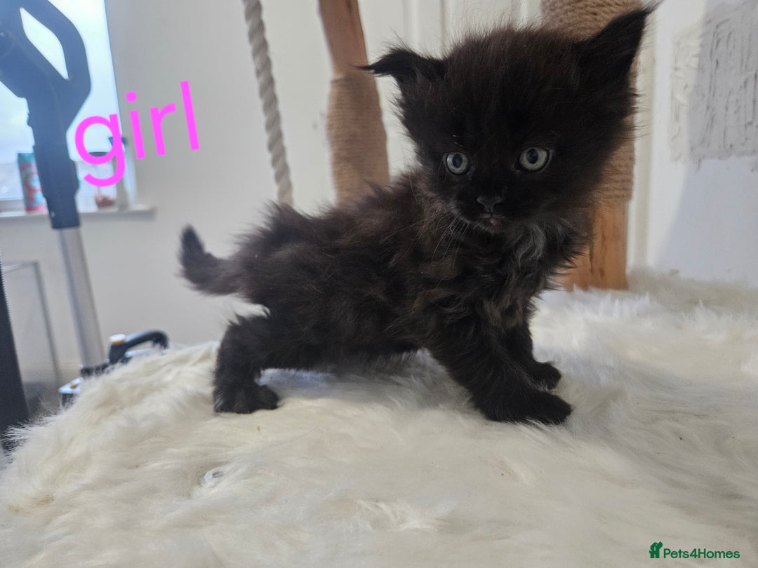 Mixed Breed cats for sale: 2 stunning black kittens avilable  - Advert 5
