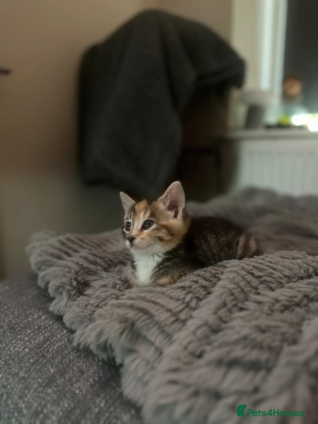 Mixed Breed cats for sale: Gorgeous girl. in Torquay - Advert 1