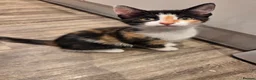 Mixed Breed cats for sale: 5 gorgeous kittens for sale - Advert 16