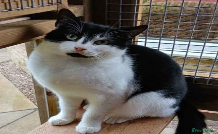 Mixed Breed cats - Advert 1