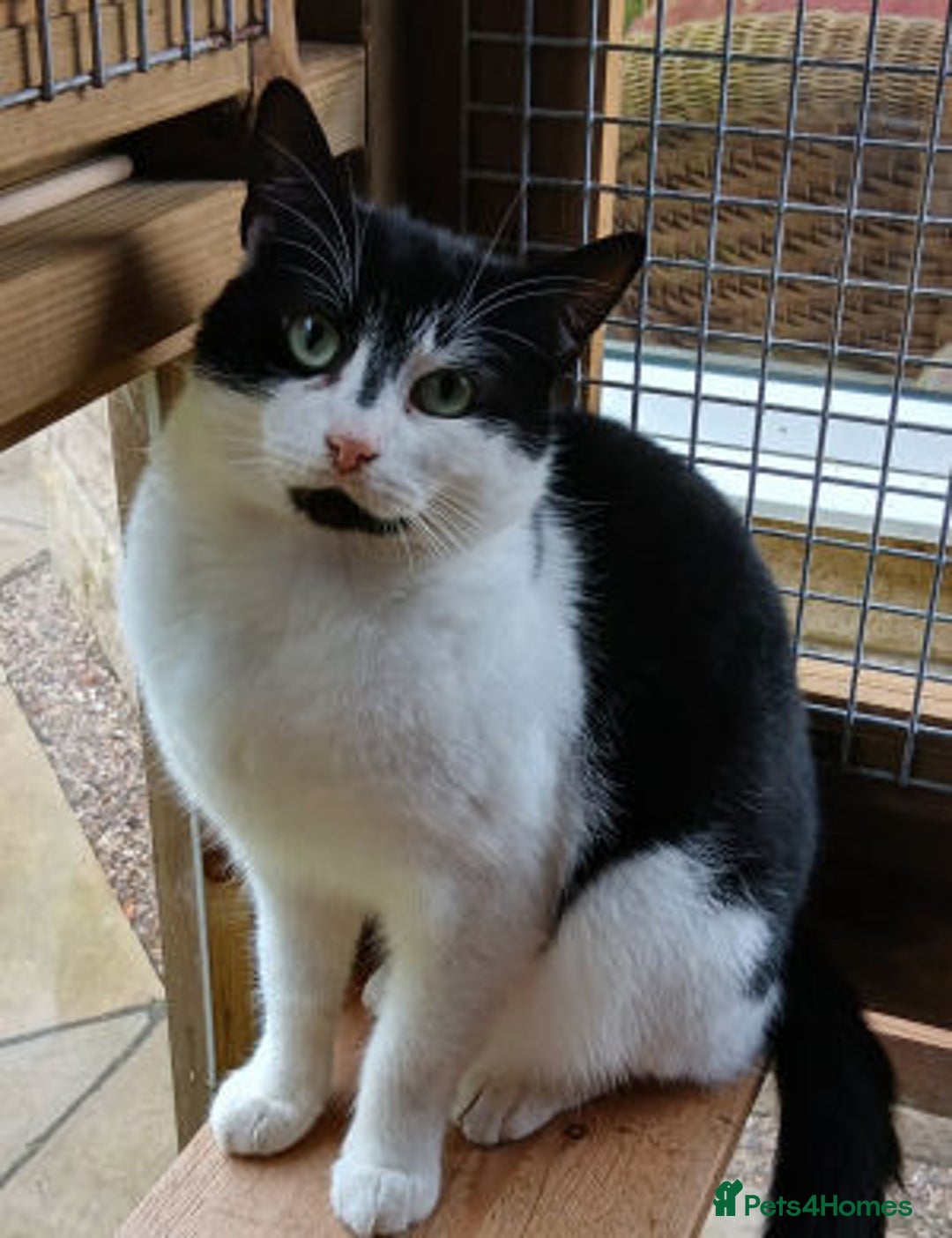 Mixed Breed cats for adoption: BOB,, - Image 1