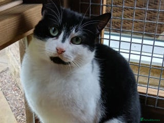 Mixed Breed cats - Advert 10