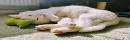British Shorthair cats for sale: Lulu is looking for a new home. - Advert 2