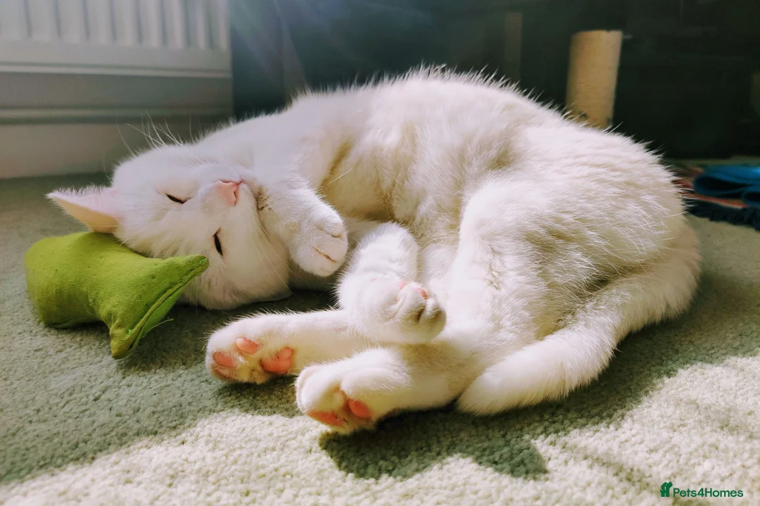 British Shorthair cats for sale: Lulu is looking for a new home. - Advert 2