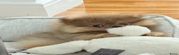 Pomeranian dogs for sale: Beautiful Male Pomeranian 🐾 - Advert 2