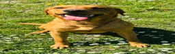 Labrador Retriever dogs for stud: KC Labrador for Stud 16 Champions in Lineage - Advert 6