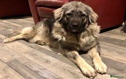 Mixed Breed dogs for sale: READY NOW! Caucasian Shepherd x Siberian Husky - Image 12