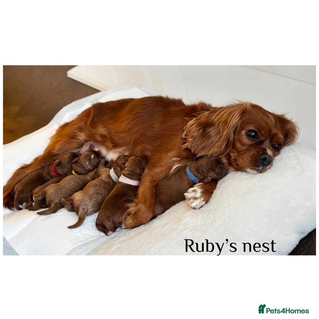 Cavapoo dogs for sale: Beautiful litter of F1 Cavapoo puppies  - Advert 8