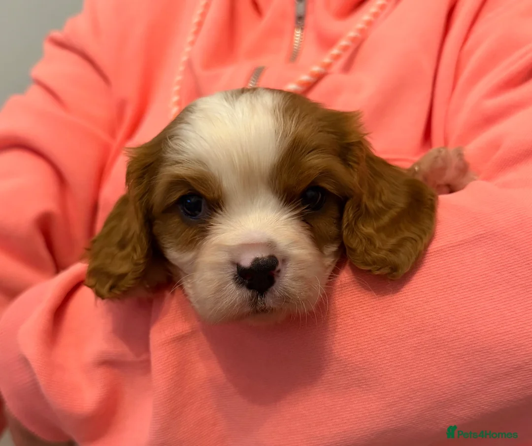 Cavalier King Charles Spaniel dogs for sale: Kc registered health clear King Charles cavaliers - Advert 23