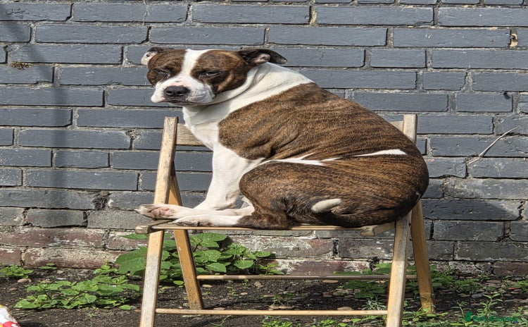 Mixed Breed dogs - Advert 7