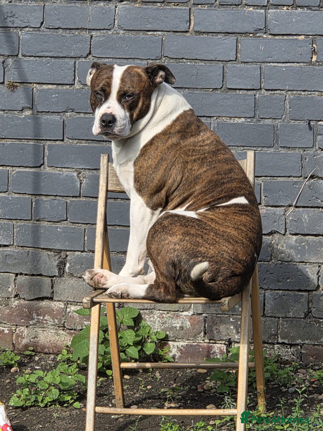 Mixed Breed dogs for sale: Stuffy X American bulldog for rehoming - Image 1