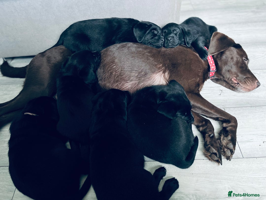 Labrador Retriever dogs for sale: Beautiful labs available  - Advert 5