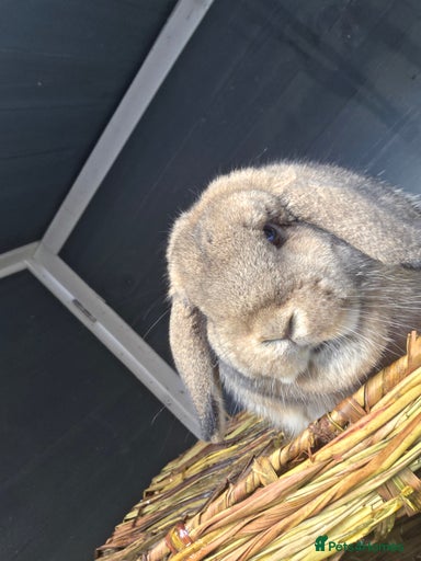 Gallery Image {{count}}