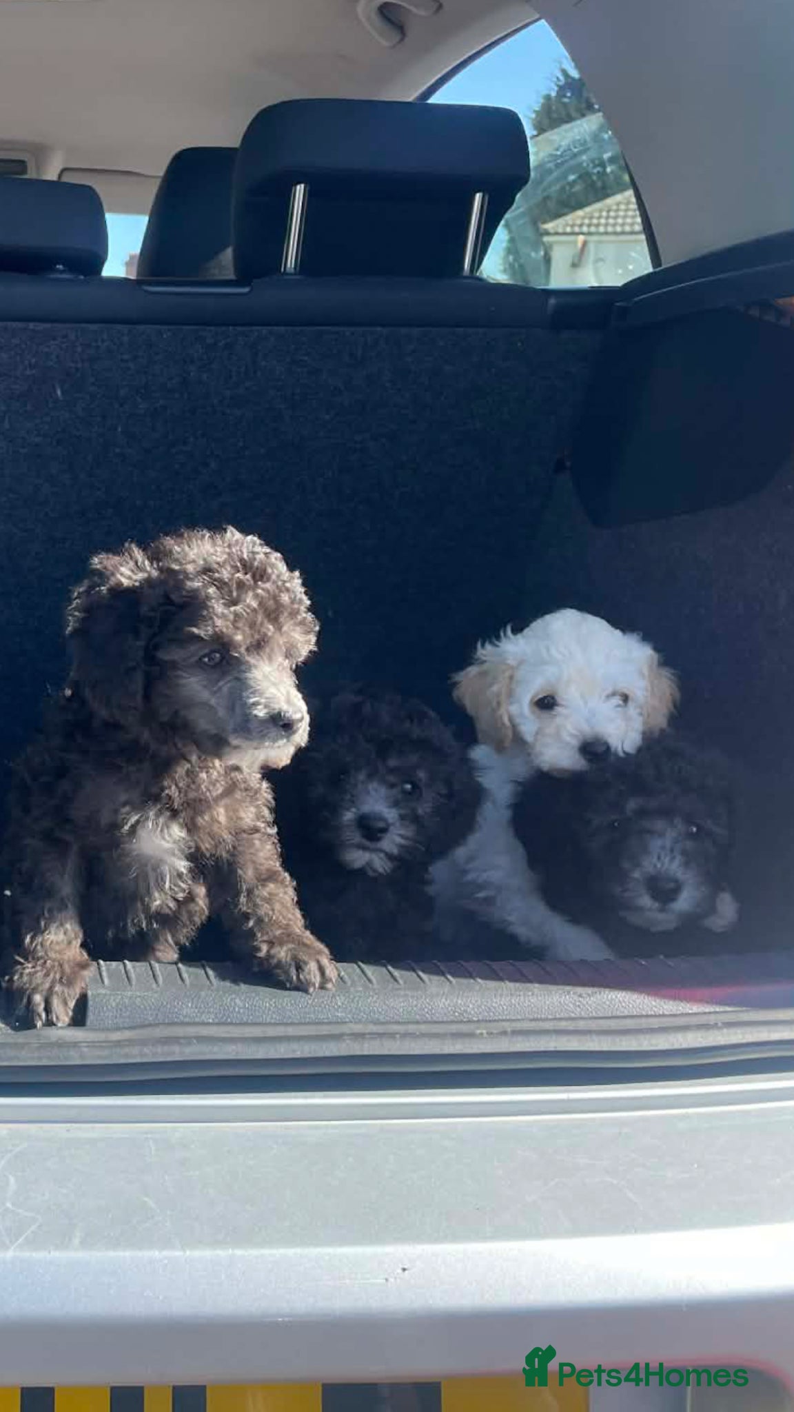 Miniature Poodle dogs stunning litter of pure bred miniature poodles - Advert 2