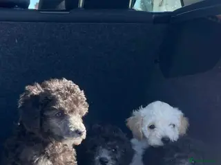 Miniature Poodle dogs stunning litter of pure bred miniature poodles - Advert 3