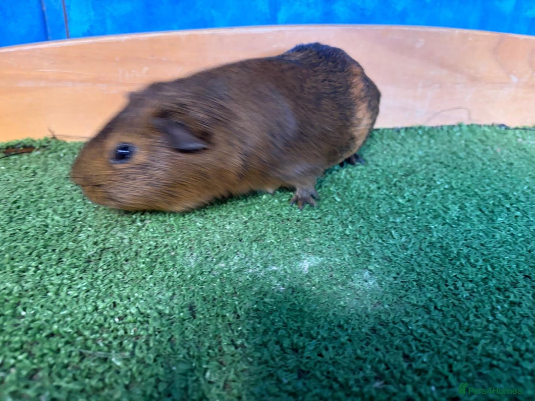 Guinea Pig rodents for sale: 5 cute and well handled Guinea pigs - Advert 5