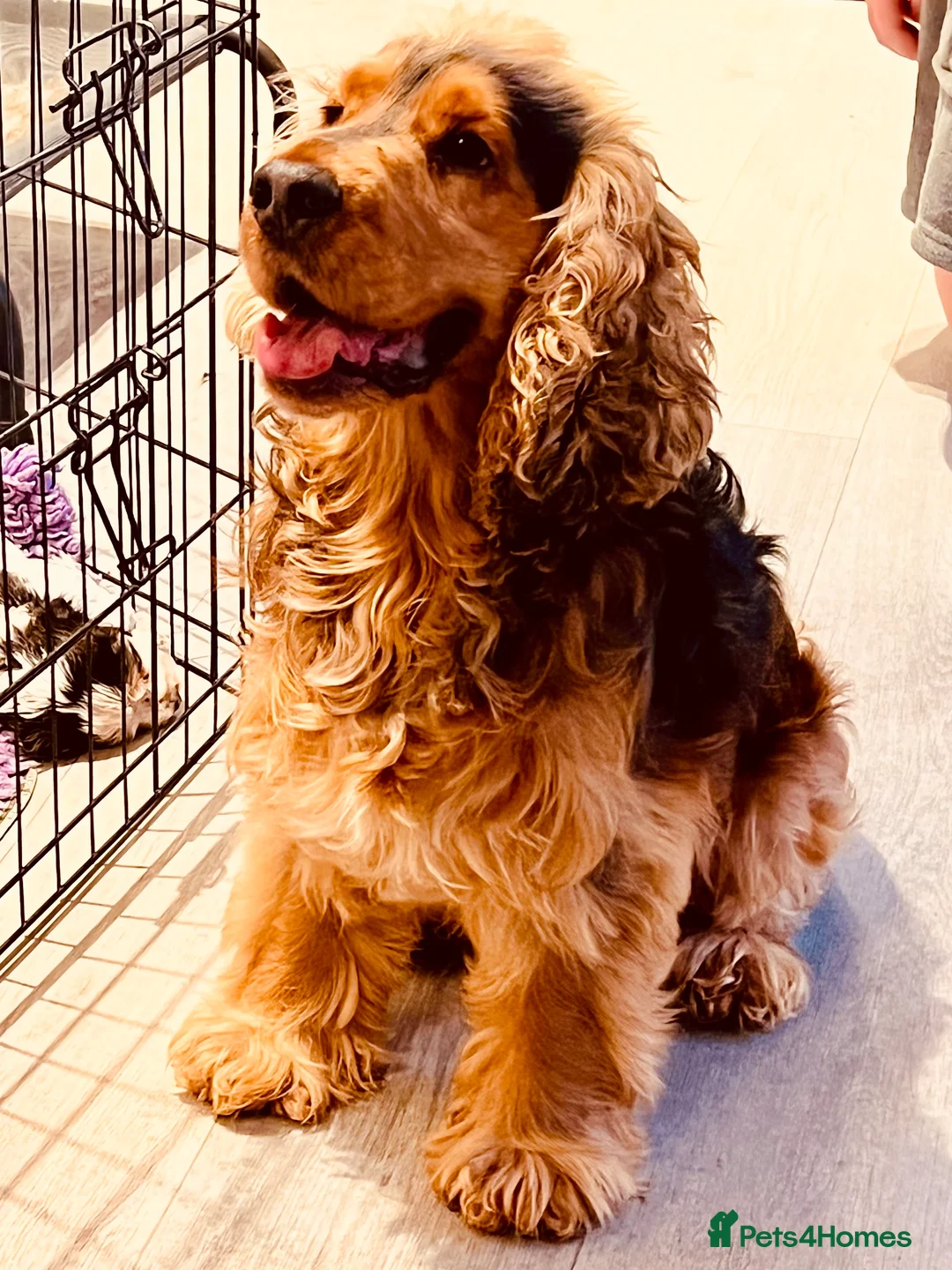 Gallery Image {{count}}