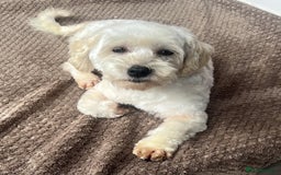 Maltipoo dogs for sale: 3yr old Maltipoo male. Loving, friendly nature.  - Image 8