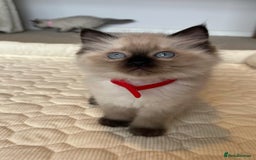 Ragdoll cats for sale: Adorable Blue Point Ragdoll Kittens - Image 4