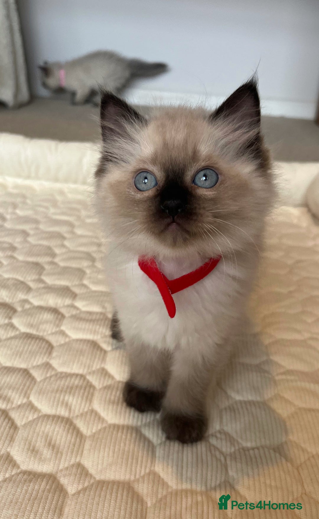 Ragdoll cats for sale: Adorable Blue Point Ragdoll Kittens - Image 4