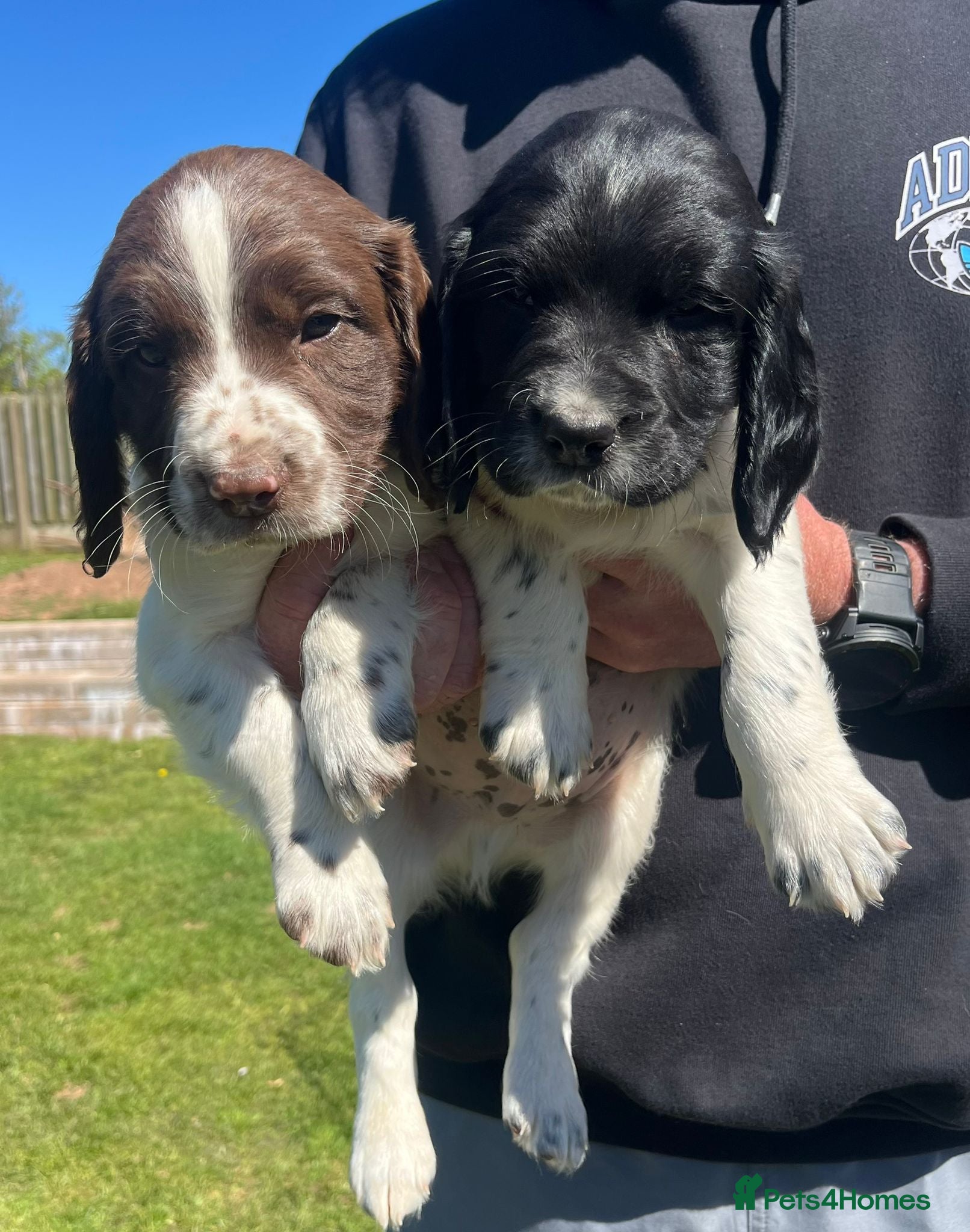 English Springer Spaniel dogs Springer Spaniel Dog Pup - Advert 1