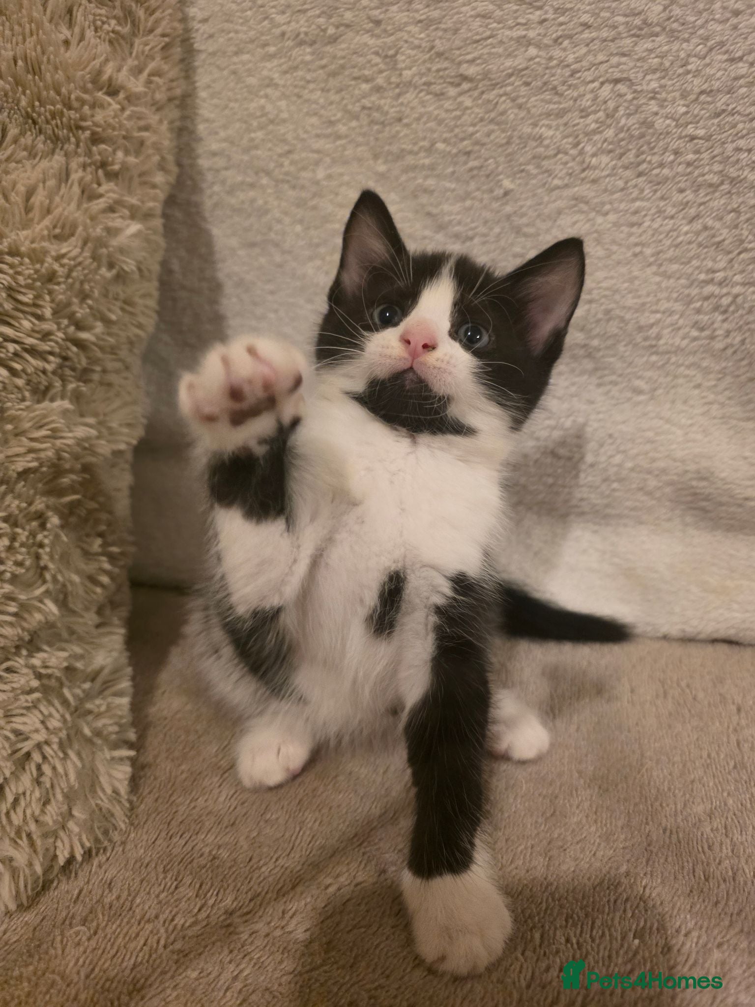 Mixed Breed cats Tuxedo kitten - Advert 1