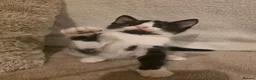 Mixed Breed cats for sale: Tuxedo kitten - Advert 1