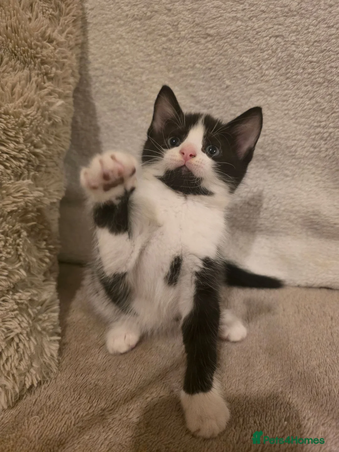 Mixed Breed cats for sale: Tuxedo kitten - Advert 1