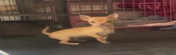 Chihuahua dogs for sale: Last chihuahua puppy REDUCED  - Advert 1