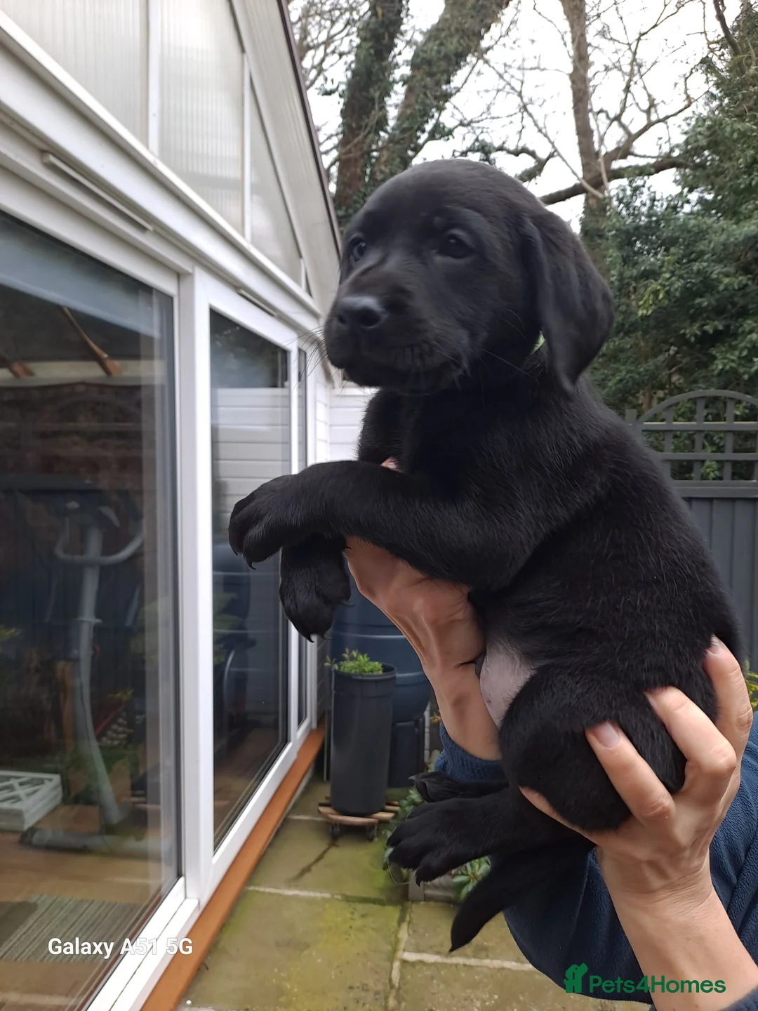 Labrador Retriever dogs for sale: Black Labrador retriever puppy - Advert 2