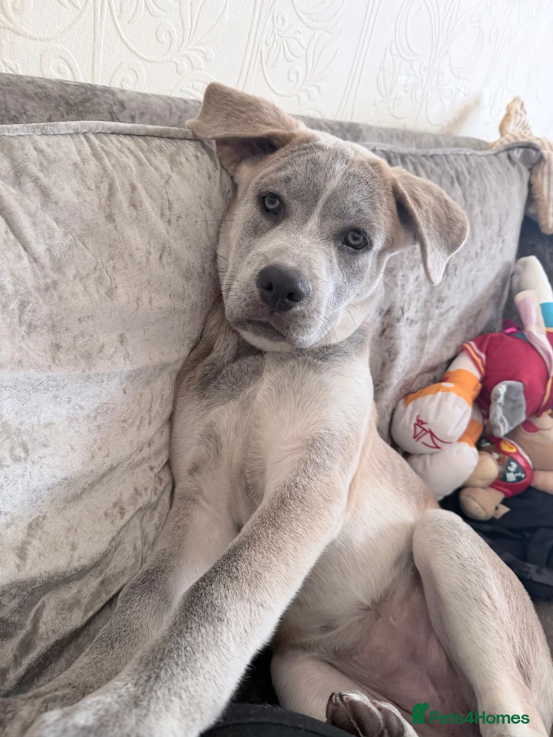 Mixed Breed dogs for sale: Beautiful female - Advert 1