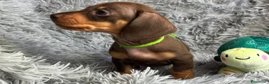 Miniature Dachshund 6