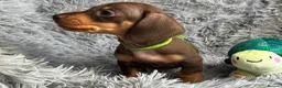 Miniature Dachshund dogs for sale: KC reg, PRA Clear Beautiful Natured Pups - Advert 35