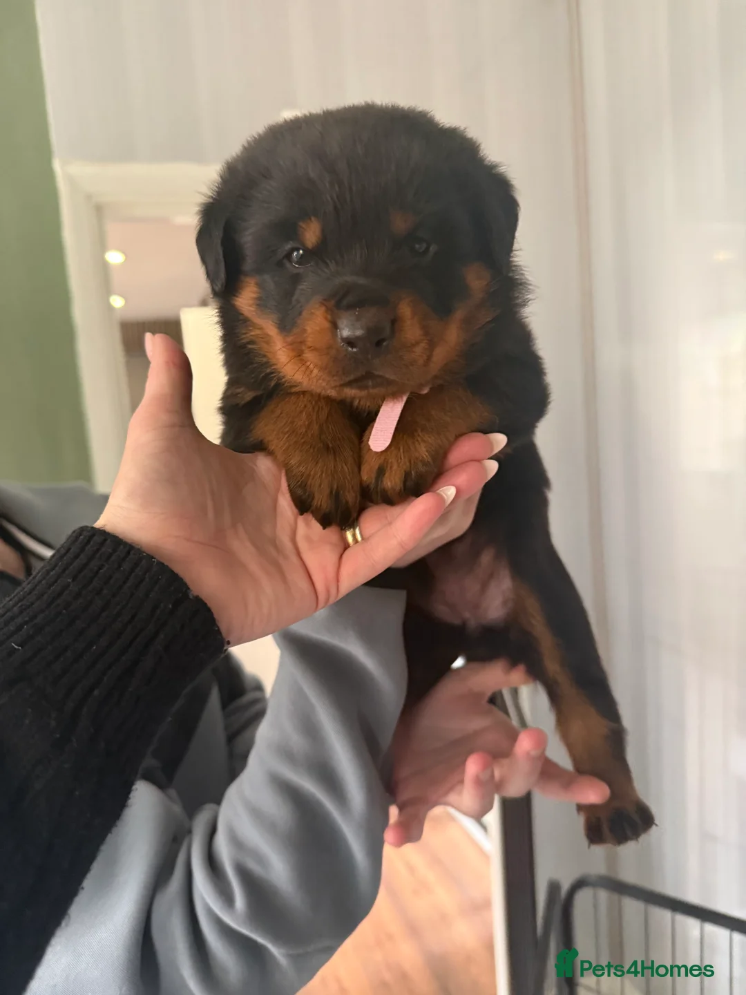 Rottweiler dogs for sale: Rotweiller puppies for sale  - Advert 6
