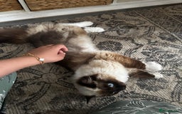 Ragdoll cats for sale: Ragdoll male unusual  - Image 3