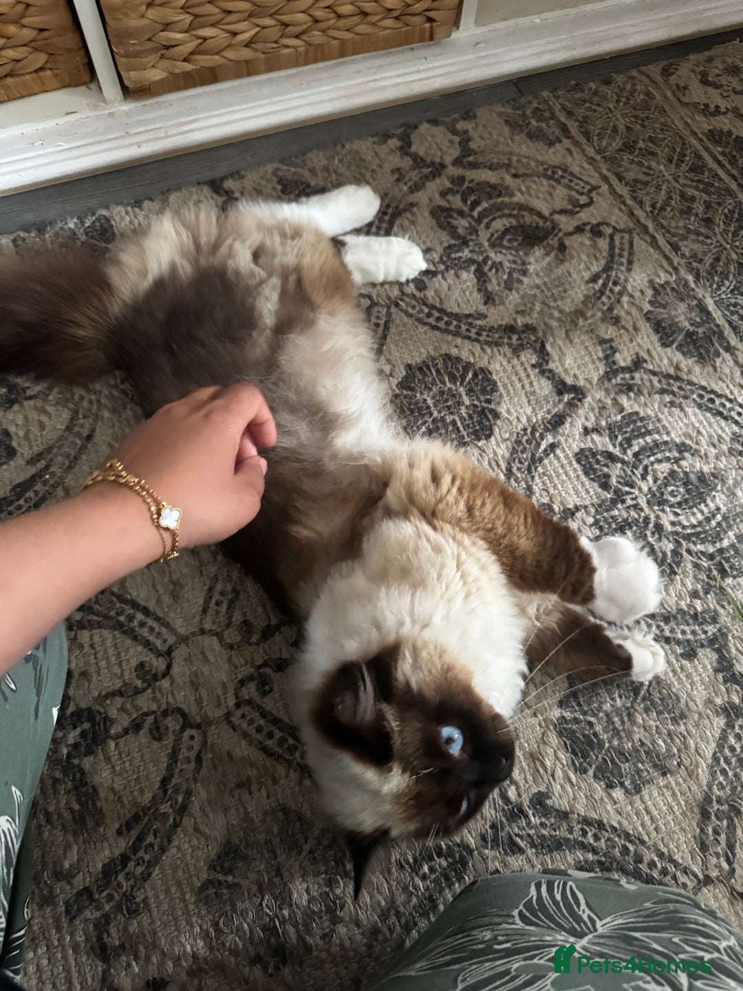 Ragdoll cats for sale: Ragdoll male unusual  - Image 3