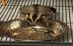 Sugar Glider rodents for sale: 2 Male Suger gliders  - Image 2