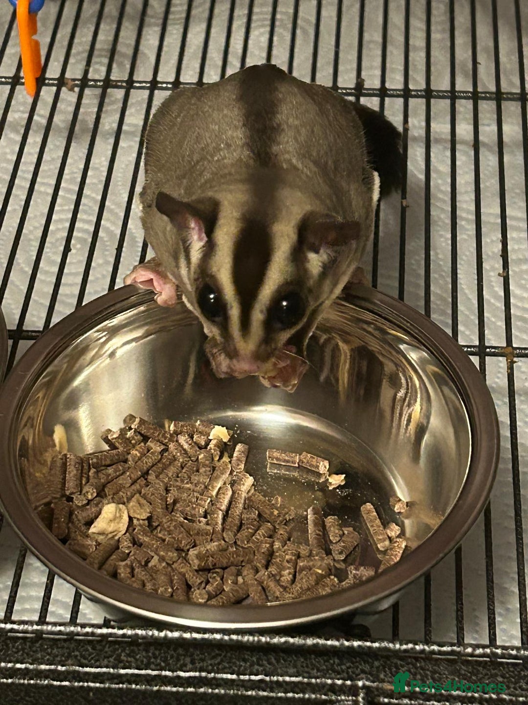 Sugar Glider rodents for sale: 2 Male Suger gliders  - Image 2