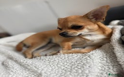 Chihuahua dogs for sale: Beautiful sweet Chihuahua for sale  - Image 1