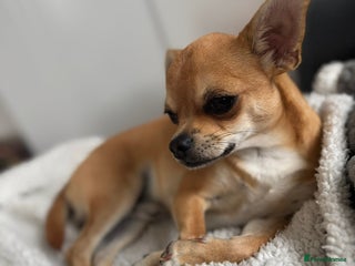 Chihuahua dogs - Advert 3