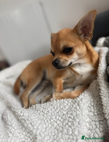 Chihuahua dogs - Advert 8