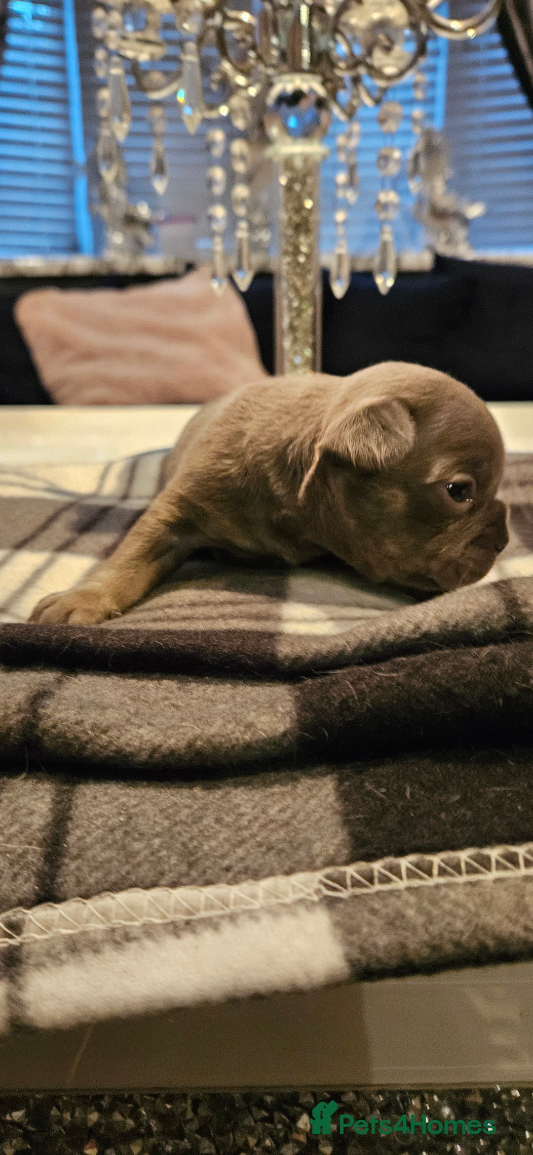 French Bulldog dogs for sale: Kc French bulldog  - Advert 2