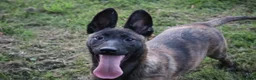 Belgian Shepherd Dog dogs for sale: Pups from world champion CHANCE - Advert 15